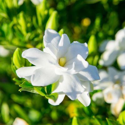 Image showing  1 gal. Potted Frost Proof Gardenia Shrub
