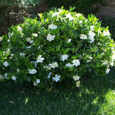 Image showing  1 gal. Potted Frost Proof Gardenia Shrub