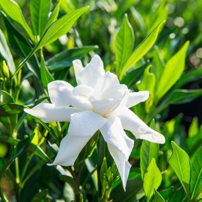 Image showing  Frost Proof Gardenia Shrub in 3 gal. Grower's Pot