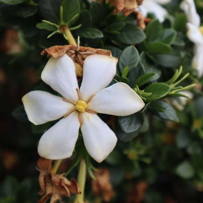 Image showing  Kliem's Hardy Gardenia Shrub in 1 gal. Grower's Pot