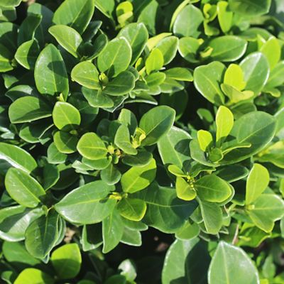 Image showing  Kliem's Hardy Gardenia Shrub in 1 gal. Grower's Pot