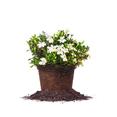 Perfect Plants Kliem's Hardy Gardenia Shrub in 3 Gal. Grower's Pot