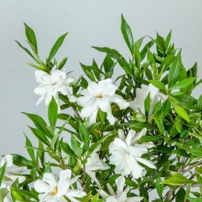 Image showing  Kliem's Hardy Gardenia Shrub in 3 Gal. Grower's Pot
