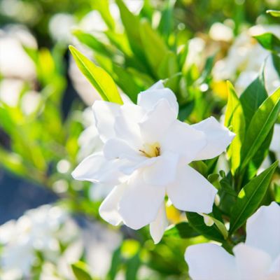 Image showing  Kliem's Hardy Gardenia Shrub in 3 Gal. Grower's Pot