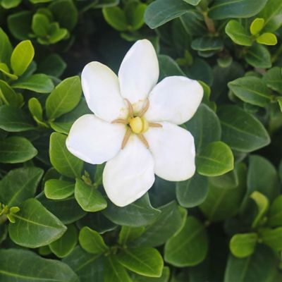 Image showing 5 th Perfect Plants Kliem's Hardy Gardenia Shrub in 3 gal. Grower's Pot