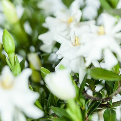 Image showing  Dwarf Radican Gardenia Shrub in 1 gal. Grower's Pot