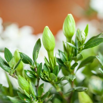 Image showing  Dwarf Radican Gardenia Shrub in 1 gal. Grower's Pot