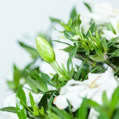 Image showing  Dwarf Radican Gardenia Shrub in 1 gal. Grower's Pot