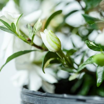 Image showing  Dwarf Radican Gardenia Shrub in 1 gal. Grower's Pot