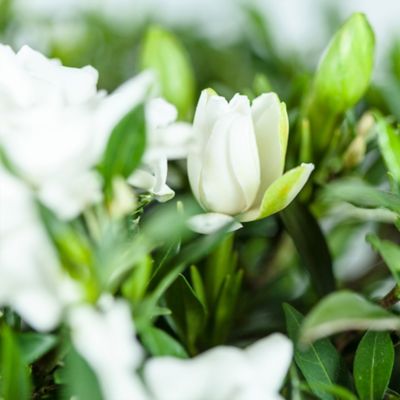 Image showing 5 th Perfect Plants Dwarf Radican Gardenia Shrub in 1 gal. Grower's Pot