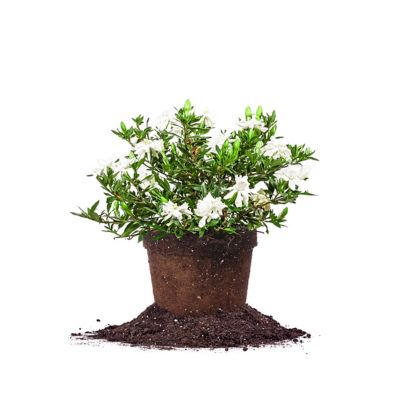 Perfect Plants Dwarf Radicans Gardenia Shrub in 3 Gal. Grower's Pot