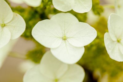 Image showing  Oak Leaf Hydrangea Shrub in 3 Gal. Grower's Pot