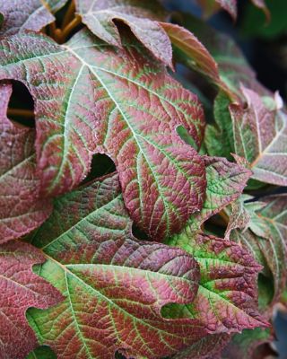 Image showing  Oak Leaf Hydrangea Shrub in 3 Gal. Grower's Pot