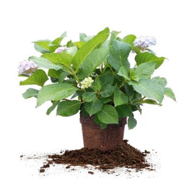 Perfect Plants Penny Mac Hydrangea Shrub in 1 Gal. Grower's Pot