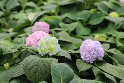 Image showing  Penny Mac Hydrangea Shrub in 1 gal. Grower's Pot