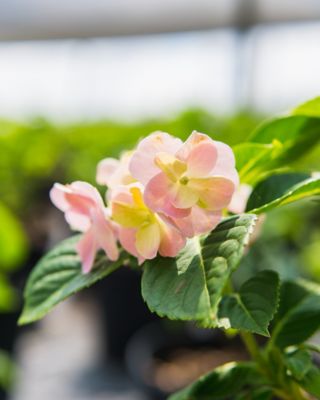 Image showing  Penny Mac Hydrangea Shrub in 3 Gal. Grower's Pot
