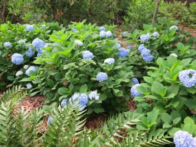 Image showing  Penny Mac Hydrangea Shrub in 3 Gal. Grower's Pot