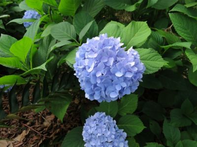 Image showing 5 th Perfect Plants Penny Mac Hydrangea Shrub in 3 gal. Grower's Pot