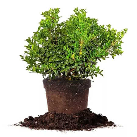 Perfect Plants Dwarf Burford Holly Shrub in 1 Gallon Grower's Pot Bushes