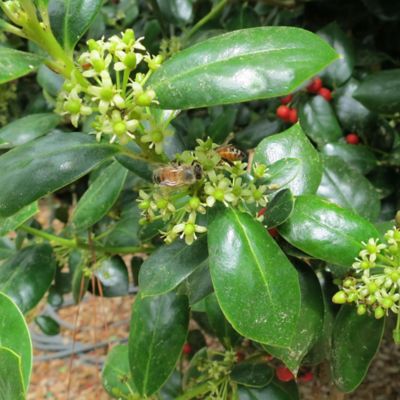 Image showing  Dwarf Burford Holly Shrub in 1 Gal. Grower's Pot