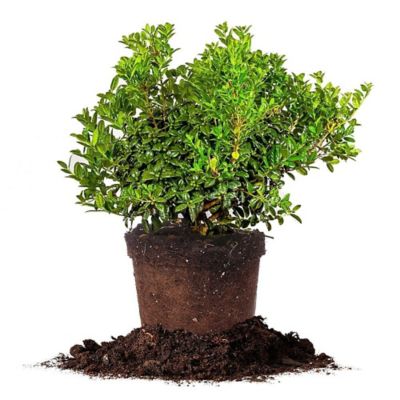 Perfect Plants Dwarf Burford Holly Shrub in 3 gal. Grower's Pot