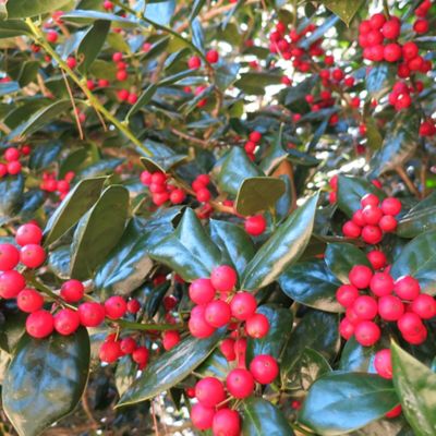 Image showing  Dwarf Burford Holly Shrub in 3 gal. Grower's Pot