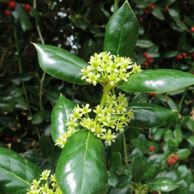 Image showing  Dwarf Burford Holly Shrub in 3 gal. Grower's Pot