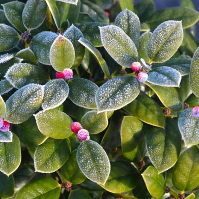 Image showing  Dwarf Burford Holly Shrub in 3 gal. Grower's Pot