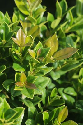 Image showing  Carissa Holly Shrub in 1 gal. Grower's Pot