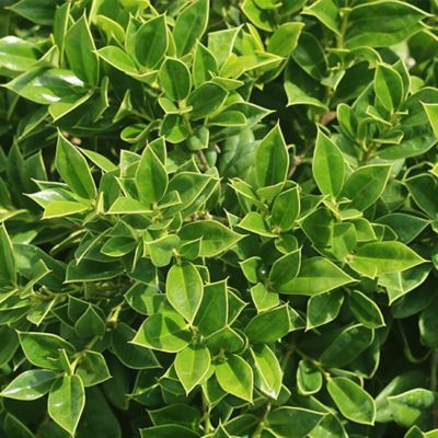 Image showing  Carissa Holly Shrub in 1 gal. Grower's Pot