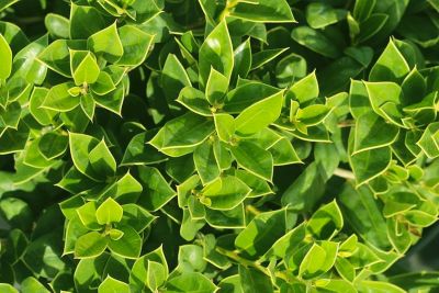 Image showing  Carissa Holly Shrub in 1 gal. Grower's Pot