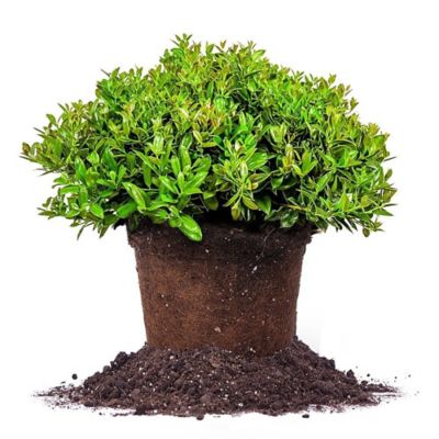 Perfect Plants Carissa Holly Shrub in 3 gal. Grower's Pot