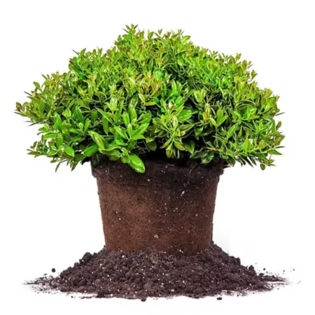 Perfect Plants Carissa Holly Shrub in 3 gal Grower's Pot Ground Cover Plants