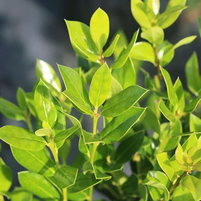 Image showing  Needlepoint Holly Shrub in 1 gal. Grower's Pot