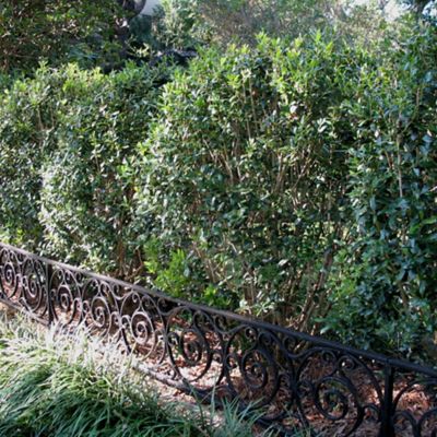 Image showing  Needlepoint Holly Shrub in 1 gal. Grower's Pot