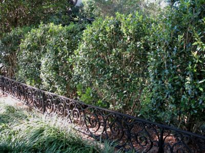 Image showing  Needlepoint Holly Shrub in 3 Gal. Grower's Pot