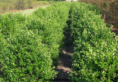 Image showing  Needlepoint Holly Shrub in 3 Gal. Grower's Pot