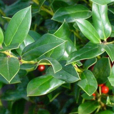Image showing  Needlepoint Holly Shrub in 3 Gal. Grower's Pot