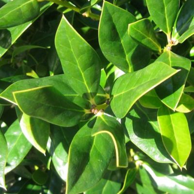 Image showing  Needlepoint Holly Shrub in 3 Gal. Grower's Pot