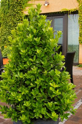 Image showing  1 gal. Potted Oakleaf Holly Shrub