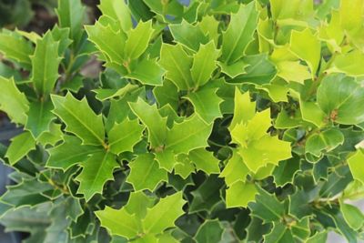 Image showing  1 gal. Potted Oakleaf Holly Shrub
