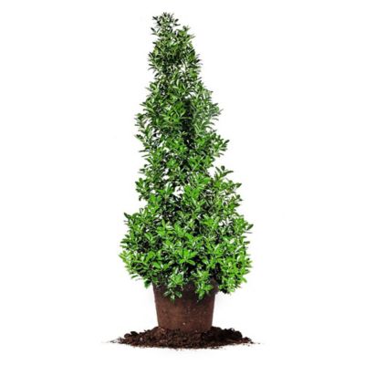 Perfect Plants 3 gal. Potted Oakleaf Holly Shrub