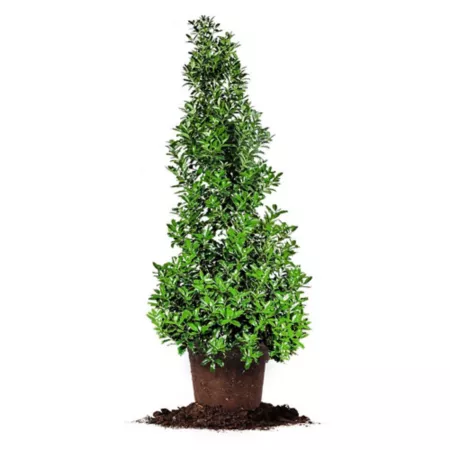 Perfect Plants 3 gal Potted Oak Leaf Holly Shrub Trees