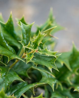 Image showing 5 th Perfect Plants 3 gal. Potted Oakleaf Holly Shrub