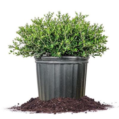 Perfect Plants 1 gal. Potted Schillings Holly Shrub