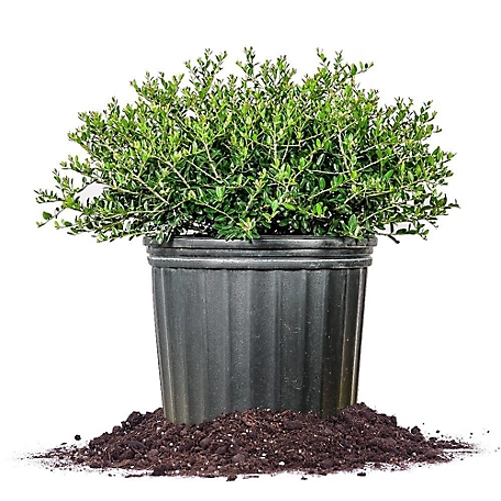 Perfect Plants Schillings Holly Shrub in 1 Gal. Grower's Pot