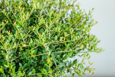 Image showing  1 gal. Potted Schillings Holly Shrub