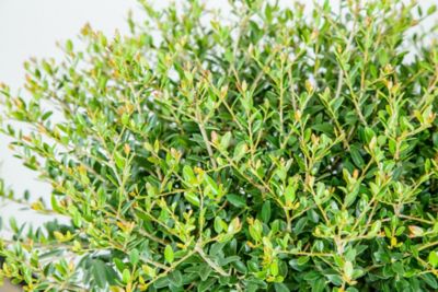 Image showing  1 gal. Potted Schillings Holly Shrub
