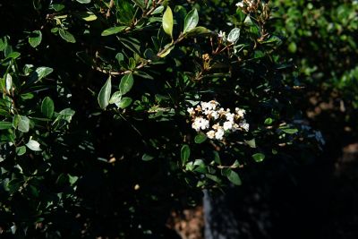 Image showing  1 gal. Potted Schillings Holly Shrub