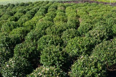 Image showing  1 gal. Potted Schillings Holly Shrub